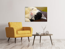 Laden Sie das Bild in den Galerie-Viewer, Leinwandbild Kuschelige Katze