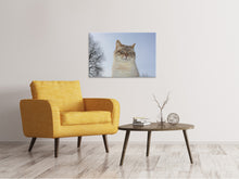 Laden Sie das Bild in den Galerie-Viewer, Leinwandbild Entspannte Katze in der Natur