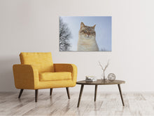 Laden Sie das Bild in den Galerie-Viewer, Leinwandbild Entspannte Katze in der Natur