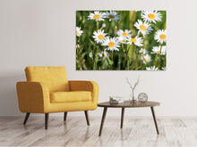 Laden Sie das Bild in den Galerie-Viewer, Leinwandbild XL Gänseblümchen