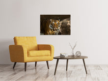 Laden Sie das Bild in den Galerie-Viewer, Leinwandbild Sibirischer Tiger