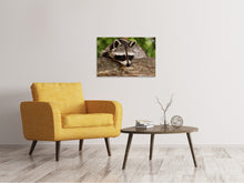 Laden Sie das Bild in den Galerie-Viewer, Leinwandbild Der süsse Waschbär