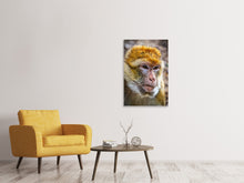 Laden Sie das Bild in den Galerie-Viewer, Leinwandbild Der Berberaffe