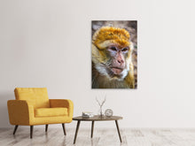Laden Sie das Bild in den Galerie-Viewer, Leinwandbild Der Berberaffe