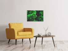 Laden Sie das Bild in den Galerie-Viewer, Leinwandbild Kiefer XL