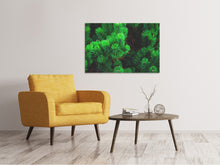 Laden Sie das Bild in den Galerie-Viewer, Leinwandbild Kiefer XL