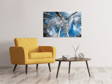 Laden Sie das Bild in den Galerie-Viewer, Leinwandbild Birkenkronen