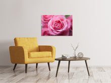 Laden Sie das Bild in den Galerie-Viewer, Leinwandbild Rosen Makro