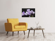 Laden Sie das Bild in den Galerie-Viewer, Leinwandbild Der Krokus