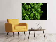 Laden Sie das Bild in den Galerie-Viewer, Leinwandbild Basilikum in XL