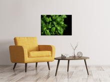 Laden Sie das Bild in den Galerie-Viewer, Leinwandbild Basilikum in XL