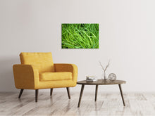Laden Sie das Bild in den Galerie-Viewer, Leinwandbild Frischer Schnittlauch XL
