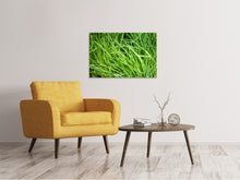 Laden Sie das Bild in den Galerie-Viewer, Leinwandbild Frischer Schnittlauch XL