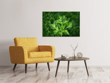 Laden Sie das Bild in den Galerie-Viewer, Leinwandbild Frische Petersilie
