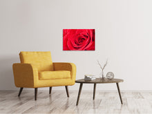 Laden Sie das Bild in den Galerie-Viewer, Leinwandbild Rote Rose im Morgentau