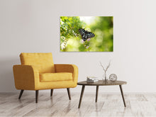 Laden Sie das Bild in den Galerie-Viewer, Leinwandbild Papilio Schmetterling XXL