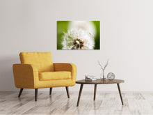 Laden Sie das Bild in den Galerie-Viewer, Leinwandbild Pusteblume Löwenzahn