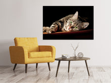 Laden Sie das Bild in den Galerie-Viewer, Leinwandbild Entspannte Katze