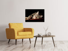 Laden Sie das Bild in den Galerie-Viewer, Leinwandbild Entspannte Katze