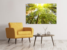 Laden Sie das Bild in den Galerie-Viewer, Leinwandbild Baumkronen in der Sonne