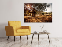 Laden Sie das Bild in den Galerie-Viewer, Leinwandbild Olivenhain