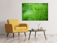 Laden Sie das Bild in den Galerie-Viewer, Leinwandbild Grashalme