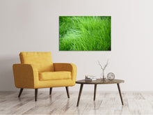 Laden Sie das Bild in den Galerie-Viewer, Leinwandbild Grashalme