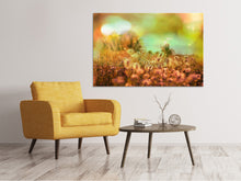 Laden Sie das Bild in den Galerie-Viewer, Leinwandbild Blumenwiese in der Abenddämmerung