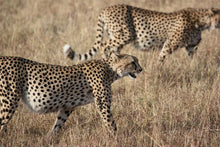 Laden Sie das Bild in den Galerie-Viewer, Fototapete 2 Leoparden