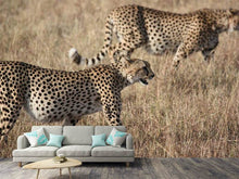 Laden Sie das Bild in den Galerie-Viewer, Fototapete 2 Leoparden