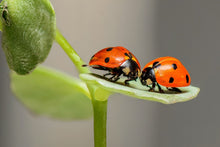 Laden Sie das Bild in den Galerie-Viewer, Fototapete 2 Marienkäfer