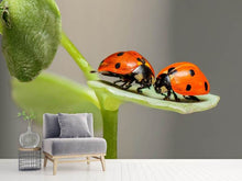 Laden Sie das Bild in den Galerie-Viewer, Fototapete 2 Marienkäfer