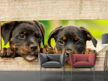 Laden Sie das Bild in den Galerie-Viewer, Fototapete 2 Rottweiler Welpen