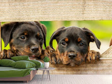 Laden Sie das Bild in den Galerie-Viewer, Fototapete 2 Rottweiler Welpen