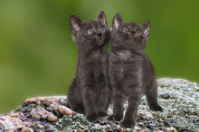 Laden Sie das Bild in den Galerie-Viewer, Fototapete 2 schwarze Katzenbabys