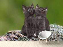 Laden Sie das Bild in den Galerie-Viewer, Fototapete 2 schwarze Katzenbabys