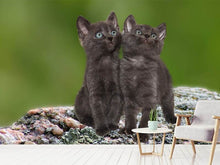 Laden Sie das Bild in den Galerie-Viewer, Fototapete 2 schwarze Katzenbabys