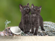 Laden Sie das Bild in den Galerie-Viewer, Fototapete 2 schwarze Katzenbabys