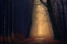Laden Sie das Bild in den Galerie-Viewer, Fototapete Abendstimmung im Wald