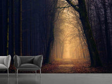 Laden Sie das Bild in den Galerie-Viewer, Fototapete Abendstimmung im Wald