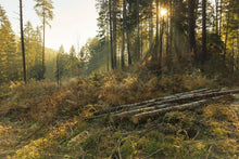 Laden Sie das Bild in den Galerie-Viewer, Fototapete Arbeiten im Wald
