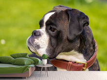 Laden Sie das Bild in den Galerie-Viewer, Fototapete Aufmerksamer Boxer