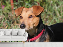 Laden Sie das Bild in den Galerie-Viewer, Fototapete Aufmerksamer Hund
