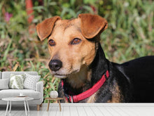 Laden Sie das Bild in den Galerie-Viewer, Fototapete Aufmerksamer Hund