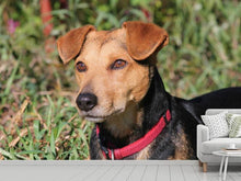 Laden Sie das Bild in den Galerie-Viewer, Fototapete Aufmerksamer Hund