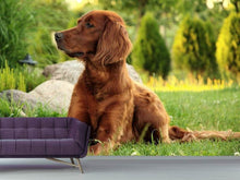 Laden Sie das Bild in den Galerie-Viewer, Fototapete Aufmerksamer Irish Setter