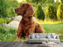 Laden Sie das Bild in den Galerie-Viewer, Fototapete Aufmerksamer Irish Setter