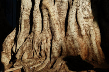 Laden Sie das Bild in den Galerie-Viewer, Fototapete Baum Close Up