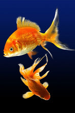 Laden Sie das Bild in den Galerie-Viewer, Fototapete Bezaubernde Fische