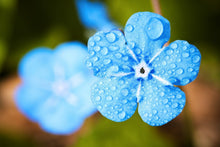 Laden Sie das Bild in den Galerie-Viewer, Fototapete Blaue Blume mit Morgentau
